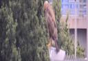 Do you know what it is? Bird of prey spotted 'chilling' on motorway gantry