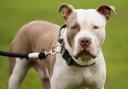 'XL-bully' dog killed after brutally attacking man
