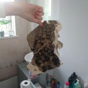 Mould from bathroom