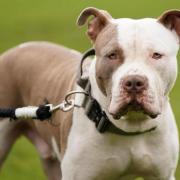'XL-bully' dog killed after brutally attacking man