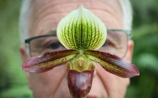 Alan MacKenzie, chair of the Scottish Orchid Society pictured in the Orchid house at the Glasgow Botanic Gardens with a Paphiopedilum Harrisianum Orchid also known as a slipper orchid.