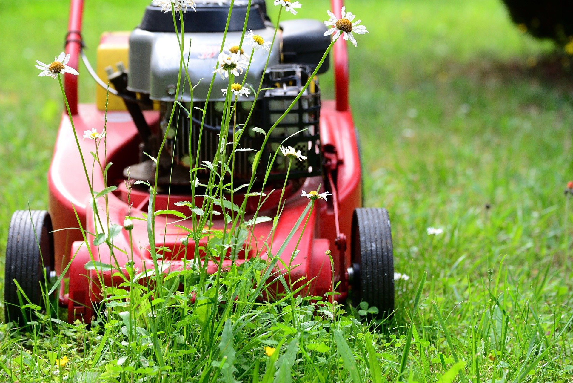 Glasgow SNP accused of 'callous cut' in grass cutting services Glasgow SNP accused of 'callous cut' in grass cutting services used by 13,000 vulnerable households