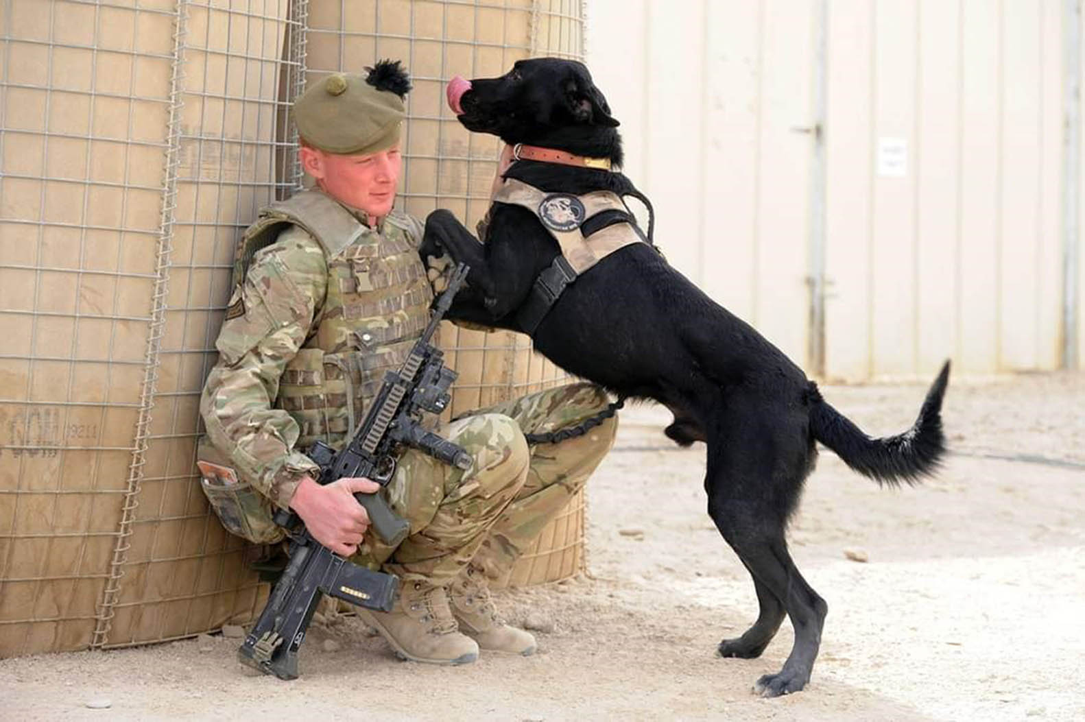 Glasgow Humane Society rescuer William Graham with bomb-sniffing dog Lede in Afghanistan Picture: Glasgow Humane Society