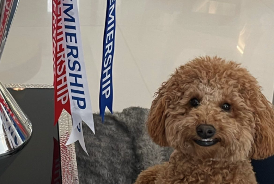 Steven Gerrard's smiling dog goes viral looking 'proud as f**k' next to trophy