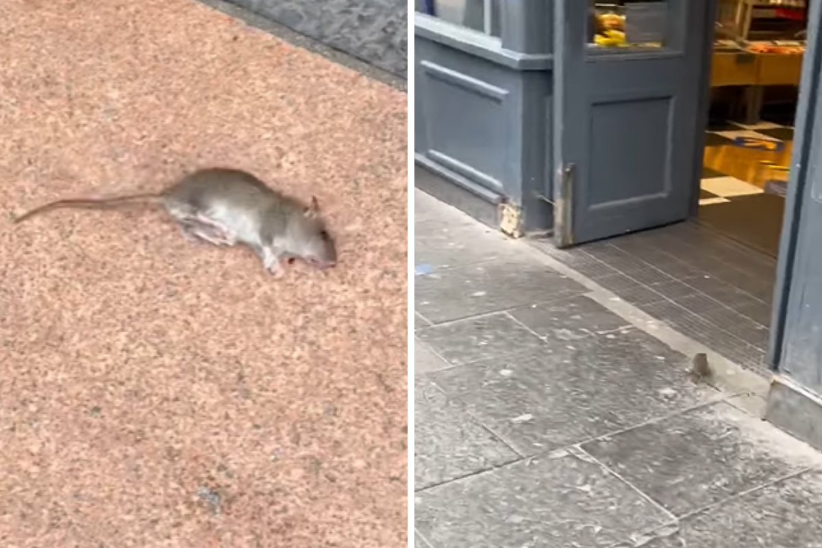 Glasgow binmen uncover rat nest as rodent races into Greggs