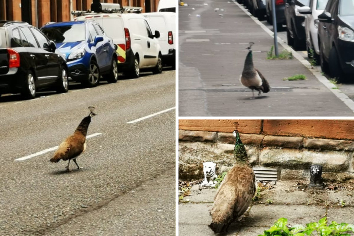 Unusual bird spotted wandering streets of Glasgow's Shettleston