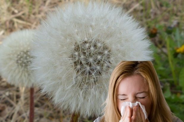 Suffer from hay fever?  Glasgow pollen bomb to hit this week