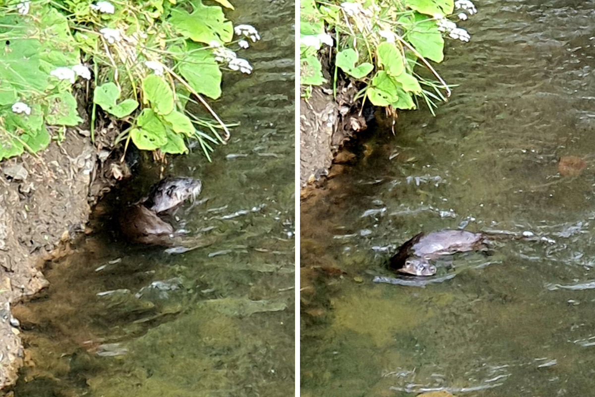 Playful otter spotted swimming in White Cart Water in Glasgow