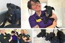 All image by Dogs Trust Glasgow