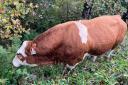 Bull named 'Lover Boy' escapes causing traffic delays on the M8