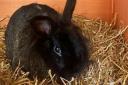 Rabbit found abandoned in small cage near service station