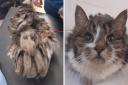 Severely matted cat put to sleep after being found in state of neglect