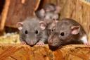Health boss warns 'new measures' needed for Glasgow's rat problems