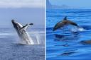 Here are the best places and experiences for catching a glimpse of dolphins, whales and porpoises