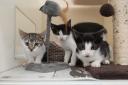 Can you help? Box of kittens found abandoned in Glasgow