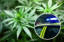 Alleged cannabis farm found in Helensburgh property leads to teen's arrest