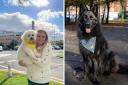 Cancer charity launches search for new 'ambassadog'