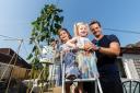 Bearsden father and daughter grow impressive sunflower in back garden
