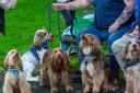 Mass dog walk takes place in Renfrewshire