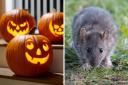 Rats and mice are usually very active between September and October ahead of the winter months.