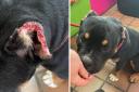 Puppy found with ‘scabby’ cropped ears in Glasgow after neglect calls made to SSPCA