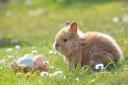 Easter bunny. Image by Rebekka D from Pixabay.
