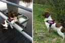 Hero River Clyde search dog who helped Glasgow families sadly dies