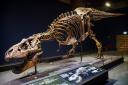 Trix the T. Rex in her home museum, the Naturalis Biodiversity Center, in Leiden, Netherlands. (PA Images)