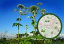 Giant Hogweed sighted across Glasgow. Credit: WhatShed and Pixabay