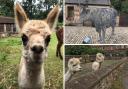 Inside the FREE Glasgow children's farm which has  alpacas and other animals