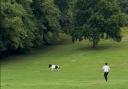 WATCH: Hilarious moment a PONY makes escape across the Southside's Queen's Park