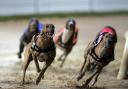 'Cruel and barbaric': the Greens want to ban Greyhound racing in Scotland