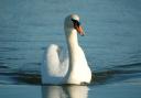 Two swans are dead of suspected bird flu at Glasgow park