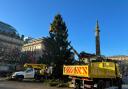 Christmas tree goes up on George Square