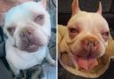Massive £1000 reward offered to find owner of 'bred to death' dog
