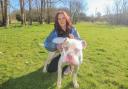 Kerryanne Shaw with five-year-old American bulldog George who is still looking for a home.