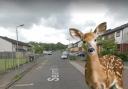 'Fright of my life': Have you seen herd of deer travelling through Nitshill?