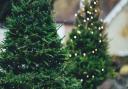 Calls for living Christmas trees to save money in Glasgow
