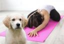 Yoga classes with adorable twist coming to Glasgow