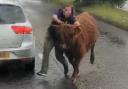 Council issue statement after Highland cow escapes onto busy road