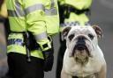 Police and bulldog stock pic