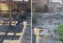 Glasgow cleansing staff spot rat 'the size of a cat' while emptying bins