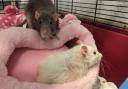 Can you help? Pair of elderly rats found dumped in a park