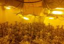 Cops uncover cannabis farm worth over £80k after raiding address