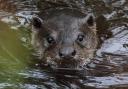 'Elusive' animal spotted swimming in river near Glasgow