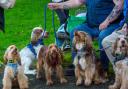 Mass dog walk takes place in Renfrewshire