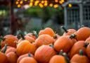 There are a number of pumpkin picking spots less than an hour's drive from Glasgow.