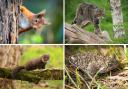 These rare animals are found in various locations across the UK from the Scottish Highlands to Surrey.