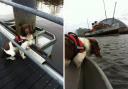 Barra the rescue dog