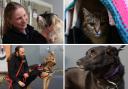 Meet the adorable animals spending Christmas without a forever home